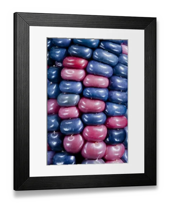 Framed Print : Ears of Native American corn (Zea mays) including Hopi Blue, Vadito Blue, Escondido Blue Framed Print : Ears of Native American corn (Zea mays) including Hopi Blue, Vadito Blue, Escondido Blue