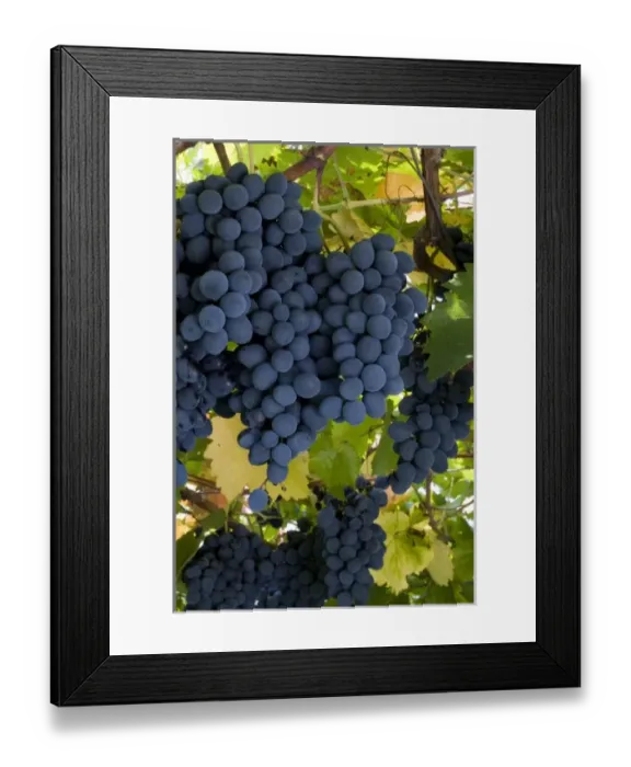 Framed Print : Europe, Serbia