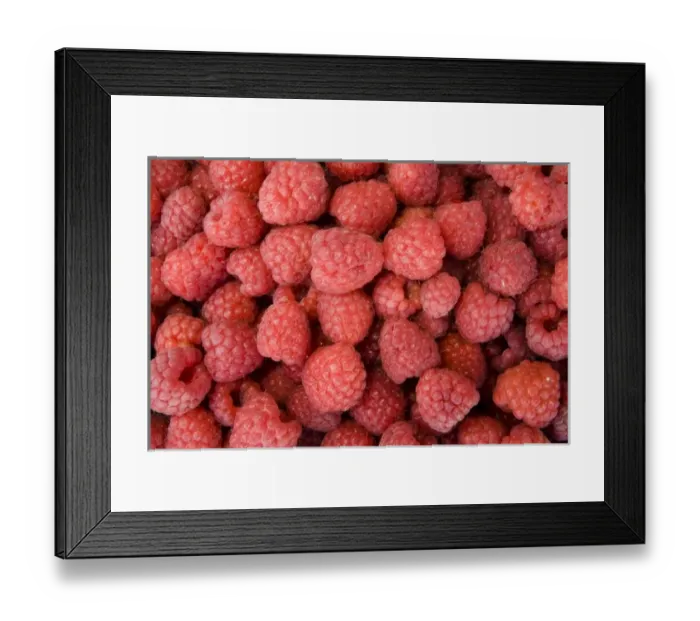 Framed Print : Red raspberries (Rubus idaeus), before sale to Libertas Framed Print : Red raspberries (Rubus idaeus), before sale to Libertas