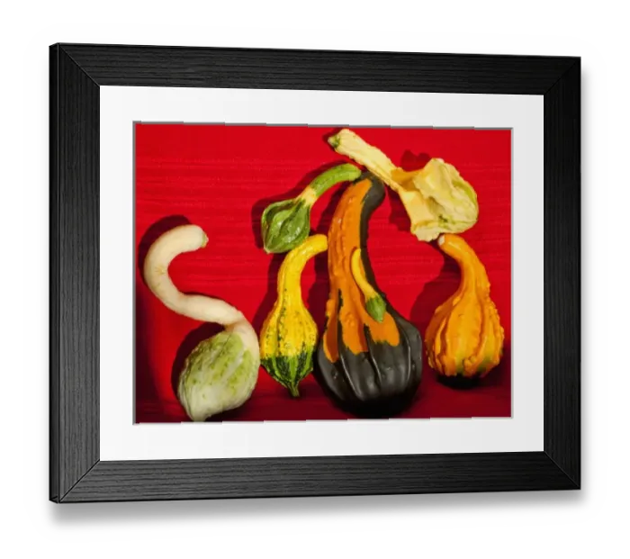 Framed Print : Ornamental gourds grown on a small family farm in Serbia Framed Print : Ornamental gourds grown on a small family farm in Serbia
