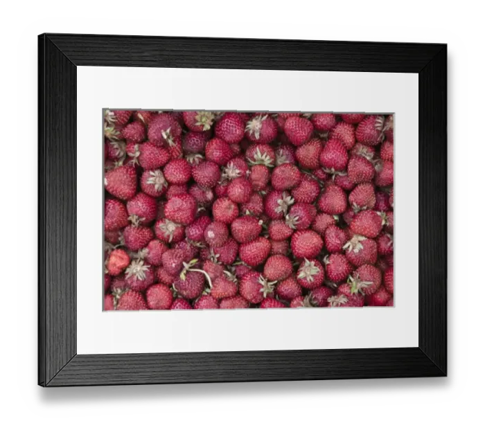 Framed Print : SERBIA, Vojvodina Region, Krusedol Selo. Fruska Gora Hill Region- Strawberries Framed Print : SERBIA, Vojvodina Region, Krusedol Selo. Fruska Gora Hill Region- Strawberries