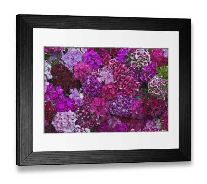 Framed Print : Flowers in the market, Ljubljana, Slovenia Framed Print : Flowers in the market, Ljubljana, Slovenia