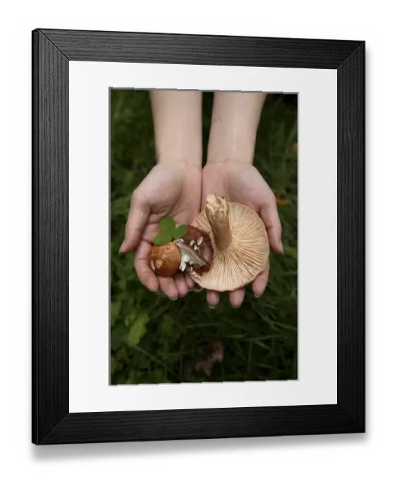 Framed Print : Wild mushrooms picked up in the forest in Kemeri National Park. Lativa Framed Print : Wild mushrooms picked up in the forest in Kemeri National Park. Lativa