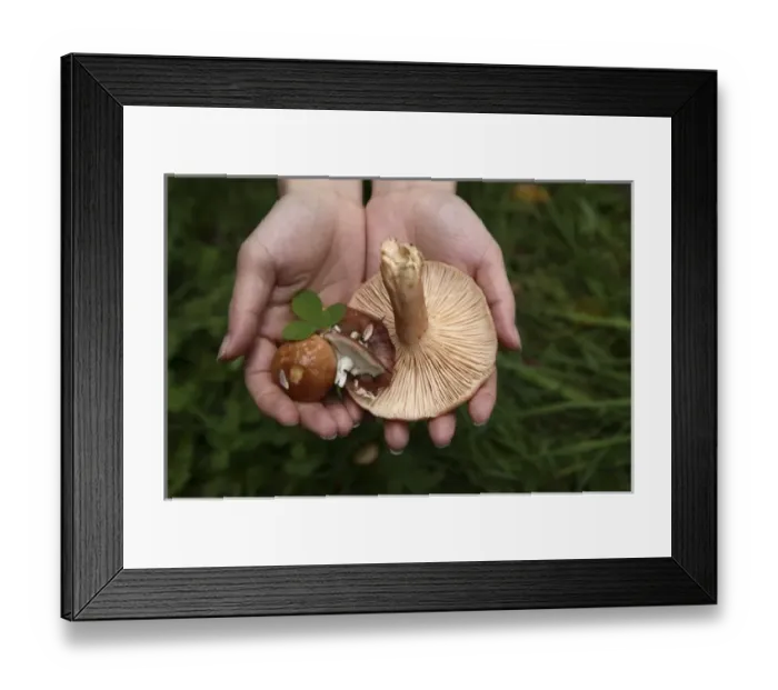 Framed Print : Wild mushrooms picked up in the forest in Kermeri National Park. Lativa Framed Print : Wild mushrooms picked up in the forest in Kermeri National Park. Lativa