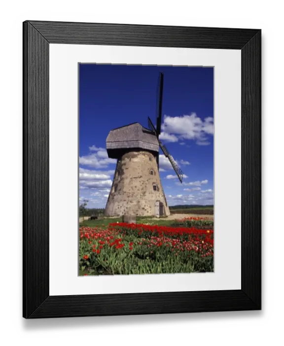 Framed Print : Windmill surrounded by red tulips in Gauja National Park, Latvia Framed Print : Windmill surrounded by red tulips in Gauja National Park, Latvia