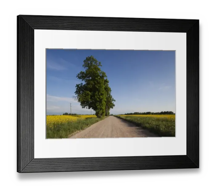 Framed Print : Latvia, Western Latvia, Kurzeme Region, Tukums, country road with mustard flowrs