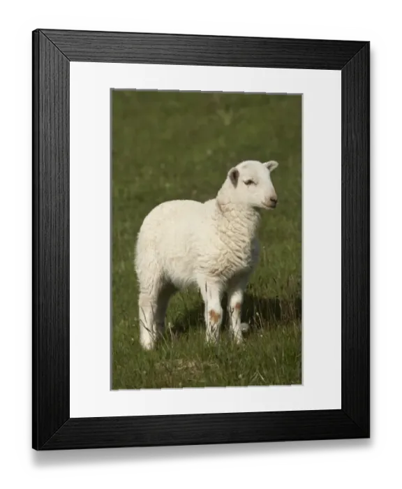 Framed Print : Lamb, Wales Framed Print : Lamb, Wales