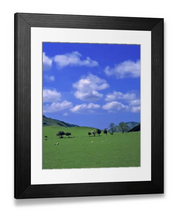 Framed Print : Wales, Gwynedd County, Dovey Valley. A flock of sheep dot the pastures of the Dovey Framed Print : Wales, Gwynedd County, Dovey Valley. A flock of sheep dot the pastures of the Dovey