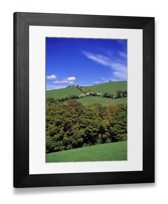 Framed Print : Wales, Gwynedd County, Ty-nant Valley. Large trees offer shelter to sheep and other Framed Print : Wales, Gwynedd County, Ty-nant Valley. Large trees offer shelter to sheep and other