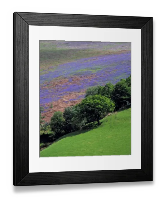 Framed Print : Vibrant purple wildflowers contrast with the deep greens near Llanymawddwy in Snowdonia NP, Wales