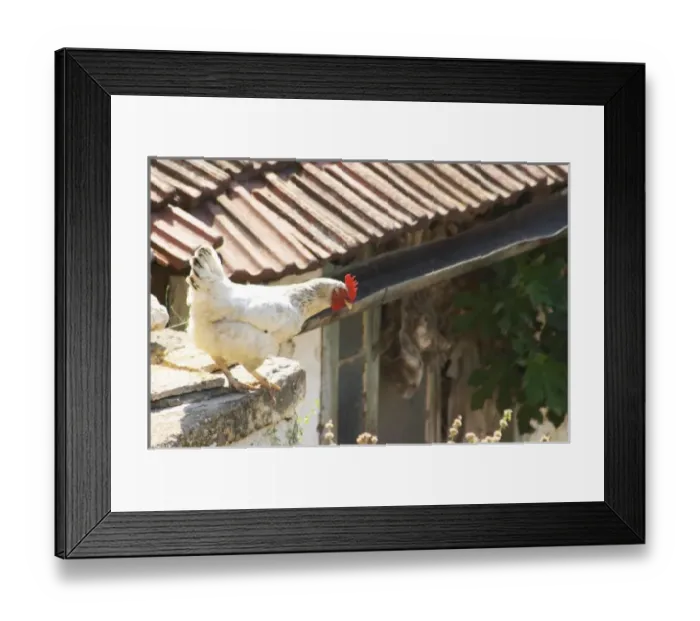 Framed Print : White rooster in the winery backyard looking down over a ledge getting ready to jump Framed Print : White rooster in the winery backyard looking down over a ledge getting ready to jump