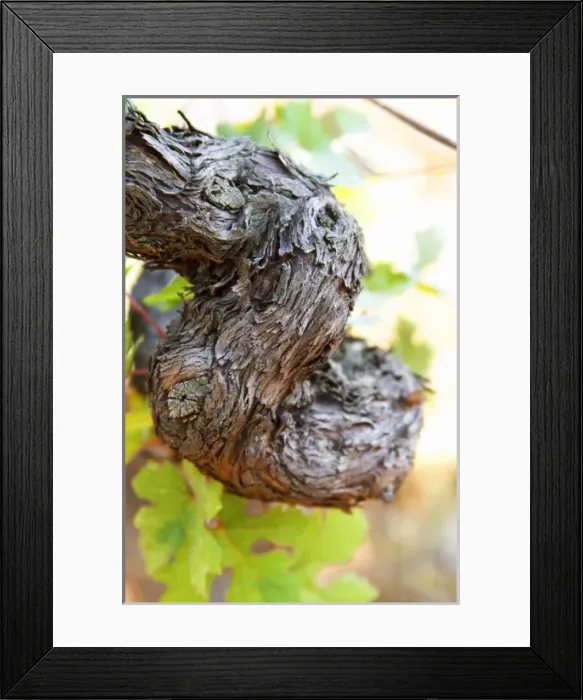Framed Print : An old vine. Zilavka local grape variety Framed Print : An old vine. Zilavka local grape variety