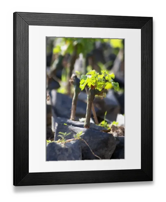 Framed Print : Europe, Bosnia Framed Print : Europe, Bosnia