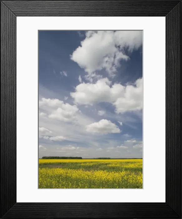 Framed Print : Lithuania, Central Lithuania, Joniskis, field of mustard flowers in springtime Framed Print : Lithuania, Central Lithuania, Joniskis, field of mustard flowers in springtime