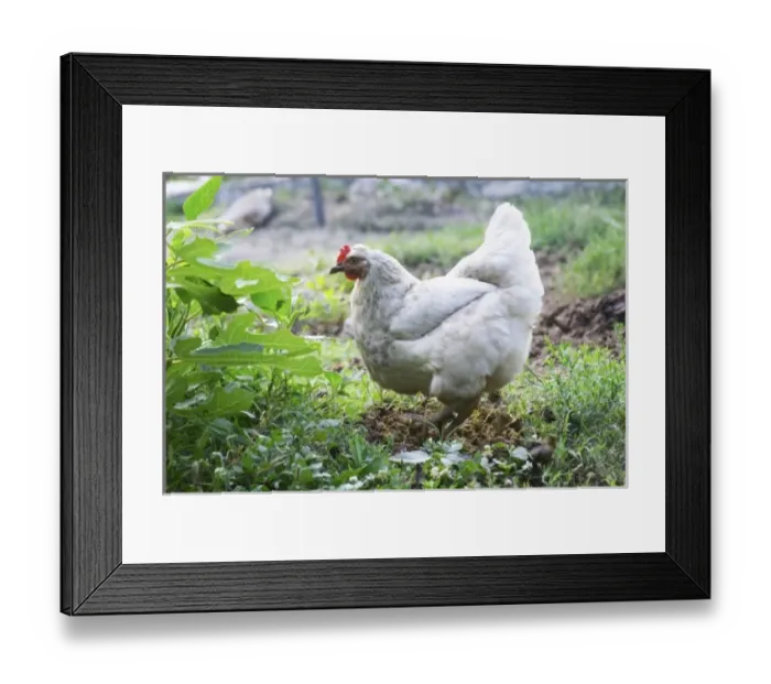 Framed Print : Europe, Montenegro Framed Print : Europe, Montenegro