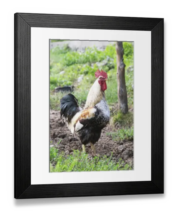 Framed Print : Europe, Montenegro Framed Print : Europe, Montenegro