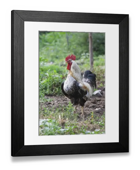 Framed Print : Europe, Montenegro Framed Print : Europe, Montenegro