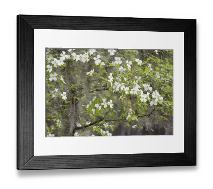 Framed Print : USA, North America, Georgia Framed Print : USA, North America, Georgia