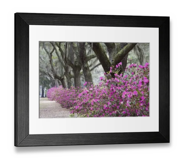 Framed Print : USA, Georgia, Savannah. Bonaventure Cemetery with Azaleas blooming in Savannah Georgia Framed Print : USA, Georgia, Savannah. Bonaventure Cemetery with Azaleas blooming in Savannah Georgia