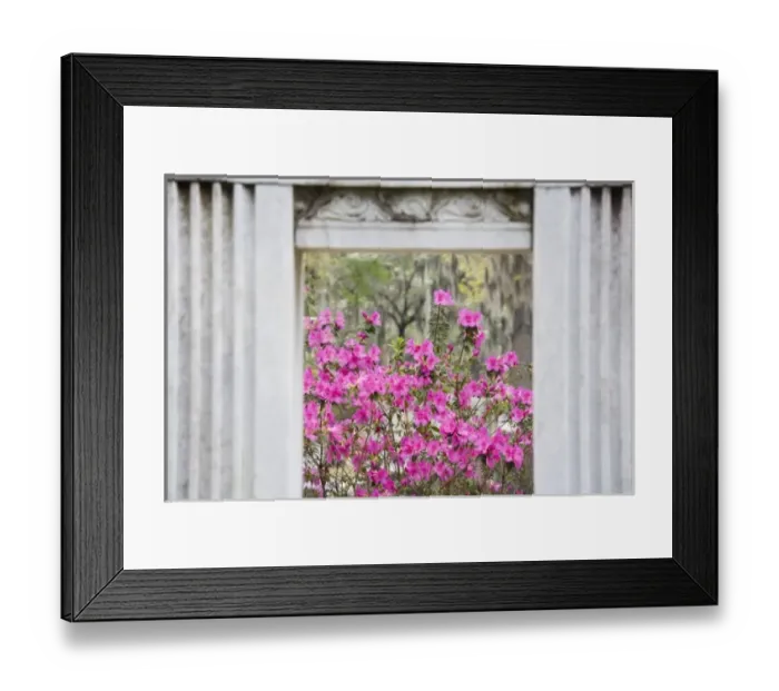 Framed Print : USA, Georgia, Savannah. View thru gravestone with blooming azaleas in Bonaventure Cemetery Framed Print : USA, Georgia, Savannah. View thru gravestone with blooming azaleas in Bonaventure Cemetery