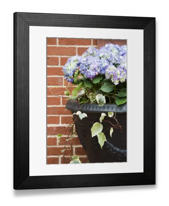 Framed Print : USA, Georgia, Savannah. Flower pot with hydrangeas