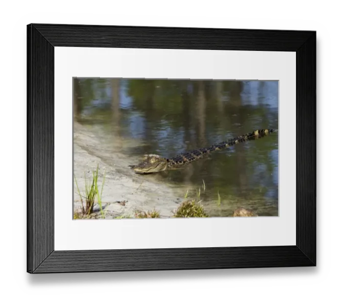 Framed Print : American alligator (Alligator mississippiensis), Okefenokee National Wildlife Refuge Framed Print : American alligator (Alligator mississippiensis), Okefenokee National Wildlife Refuge