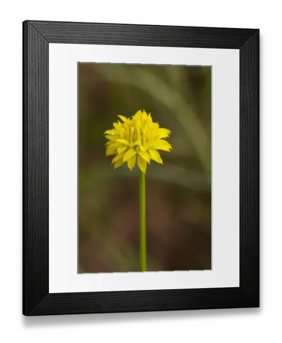 Framed Print : Yellow bachelors button, Big Yellow milkwort (Polygala rugelii), Kissimmee Prairie Preserve Framed Print : Yellow bachelors button, Big Yellow milkwort (Polygala rugelii), Kissimmee Prairie Preserve