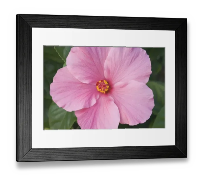 Framed Print : USA, Florida, Sanibel, Hibiscus (Rose of Sharon) Framed Print : USA, Florida, Sanibel, Hibiscus (Rose of Sharon)