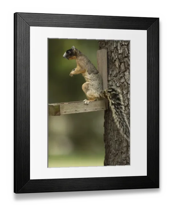 Framed Print : USA, North America, Florida Framed Print : USA, North America, Florida