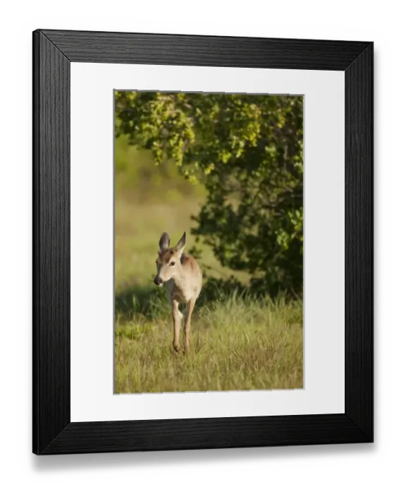 Framed Print : USA, North America, Florida