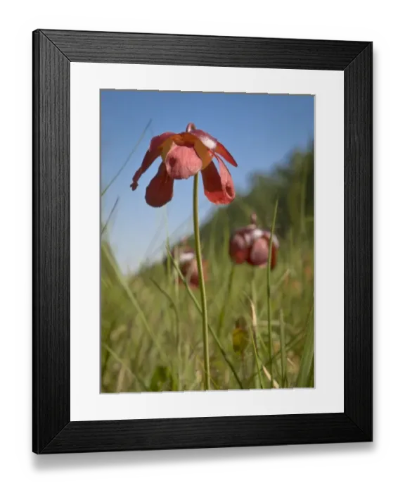 Framed Print : Parrot pitcher plant flower, Apalachicola National Forest, Florida, USA Framed Print : Parrot pitcher plant flower, Apalachicola National Forest, Florida, USA
