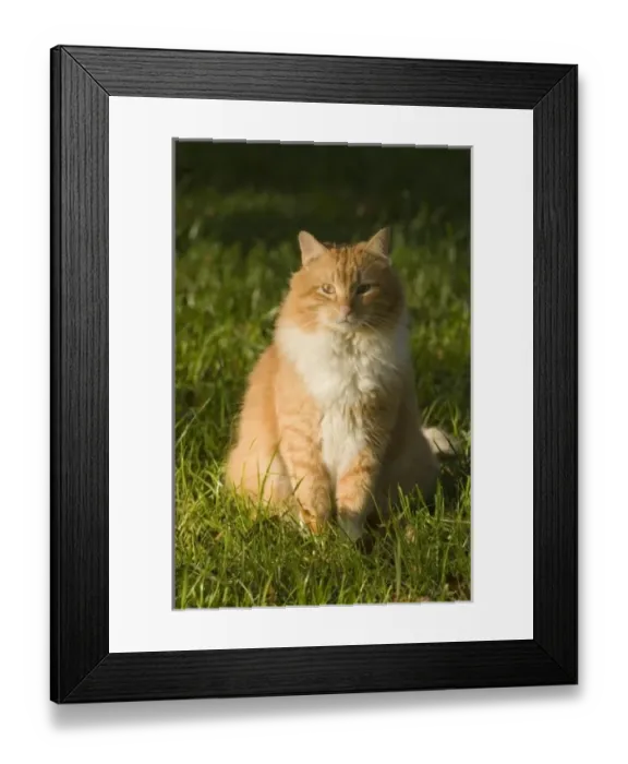 Framed Print : USA, North America, Florida Framed Print : USA, North America, Florida