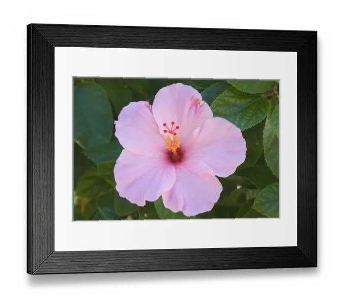 Framed Print : USA, Florida, Sanibel, Hibiscus (Rose of Sharon) Framed Print : USA, Florida, Sanibel, Hibiscus (Rose of Sharon)