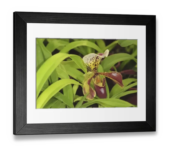 Framed Print : USA, North America, Florida