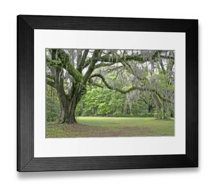 Framed Print : USA, North America, Florida Framed Print : USA, North America, Florida