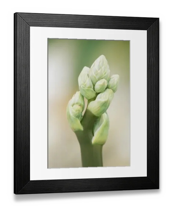 Framed Print : USA, North America, Florida Framed Print : USA, North America, Florida