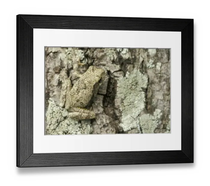 Framed Print : USA, North America, Florida