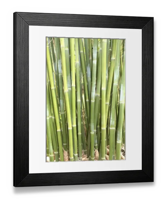 Framed Print : USA, North America, Florida Framed Print : USA, North America, Florida