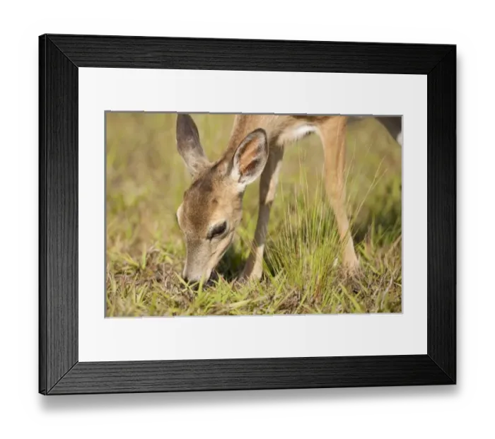 Framed Print : USA, North America, Florida Framed Print : USA, North America, Florida