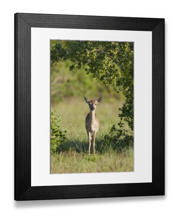 Framed Print : USA, North America, Florida Framed Print : USA, North America, Florida