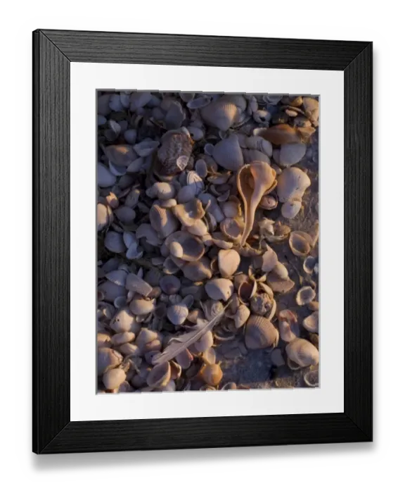 Framed Print : Sea shells, Captiva Island, Florida Framed Print : Sea shells, Captiva Island, Florida