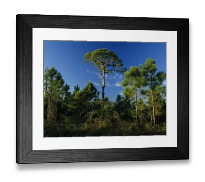 Framed Print : Pine trees, Oscar Scherer State Park, Florida Framed Print : Pine trees, Oscar Scherer State Park, Florida