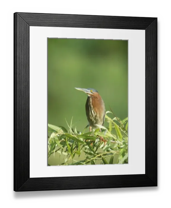 Framed Print : USA, North America, Florida Framed Print : USA, North America, Florida