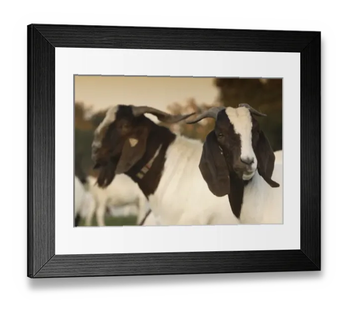 Framed Print : USA, North America, Florida