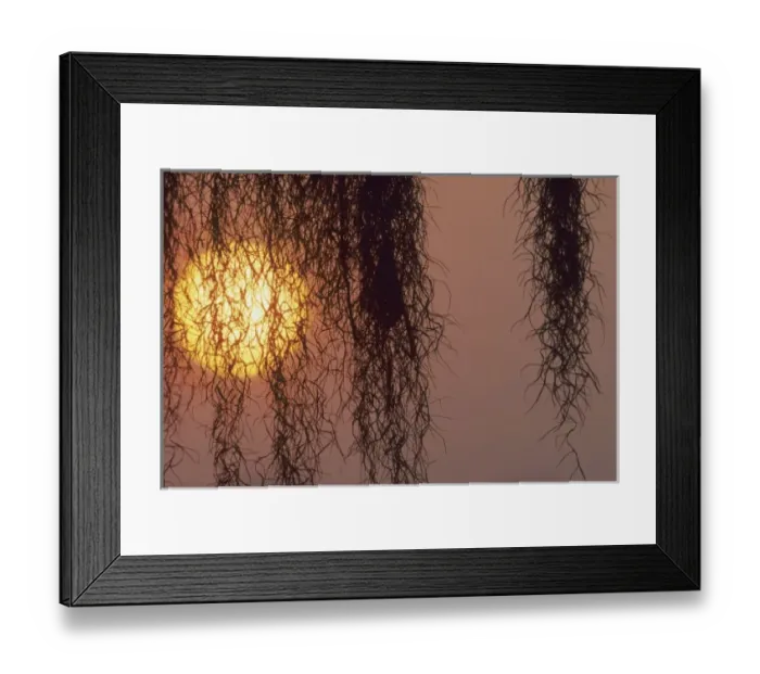 Framed Print : Bromeliad, Spanish Moss, (Tillandsia usneoides), southern Florida, USA Framed Print : Bromeliad, Spanish Moss, (Tillandsia usneoides), southern Florida, USA