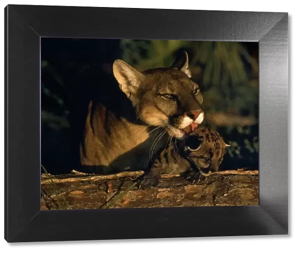 Endangered Florida Panther licking cub (Felis concolor coryi). Florida