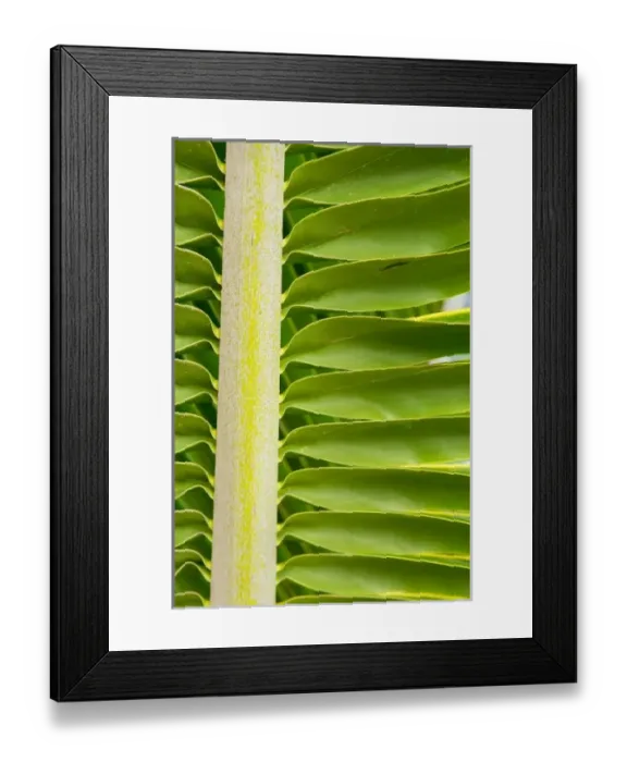 Framed Print : USA, North America, Florida