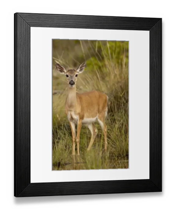 Framed Print : USA, North America, Florida Framed Print : USA, North America, Florida