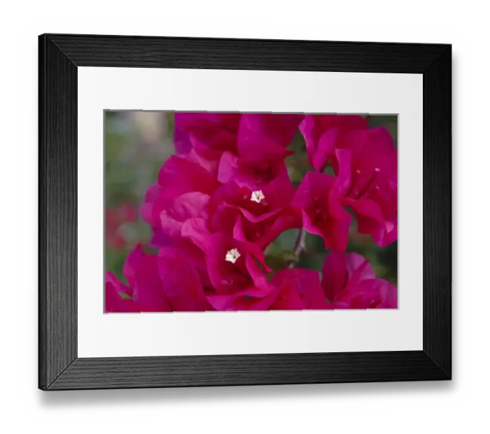 Framed Print : USA; Florida; Edgewater; Edgewater Landing; close-up of bougainvillea Framed Print : USA; Florida; Edgewater; Edgewater Landing; close-up of bougainvillea