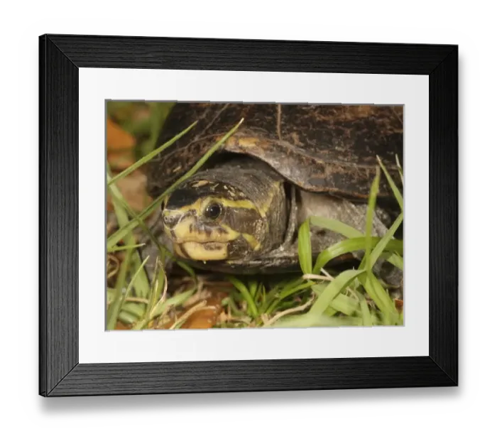 Framed Print : USA, North America, Florida Framed Print : USA, North America, Florida